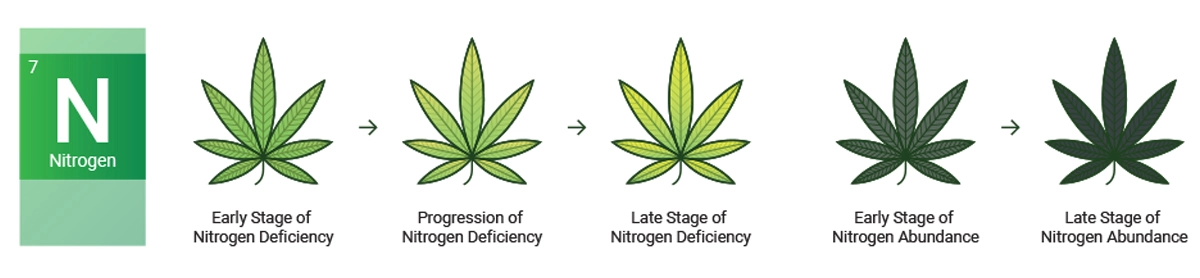 Nitrogen deficiency cannabis leaf