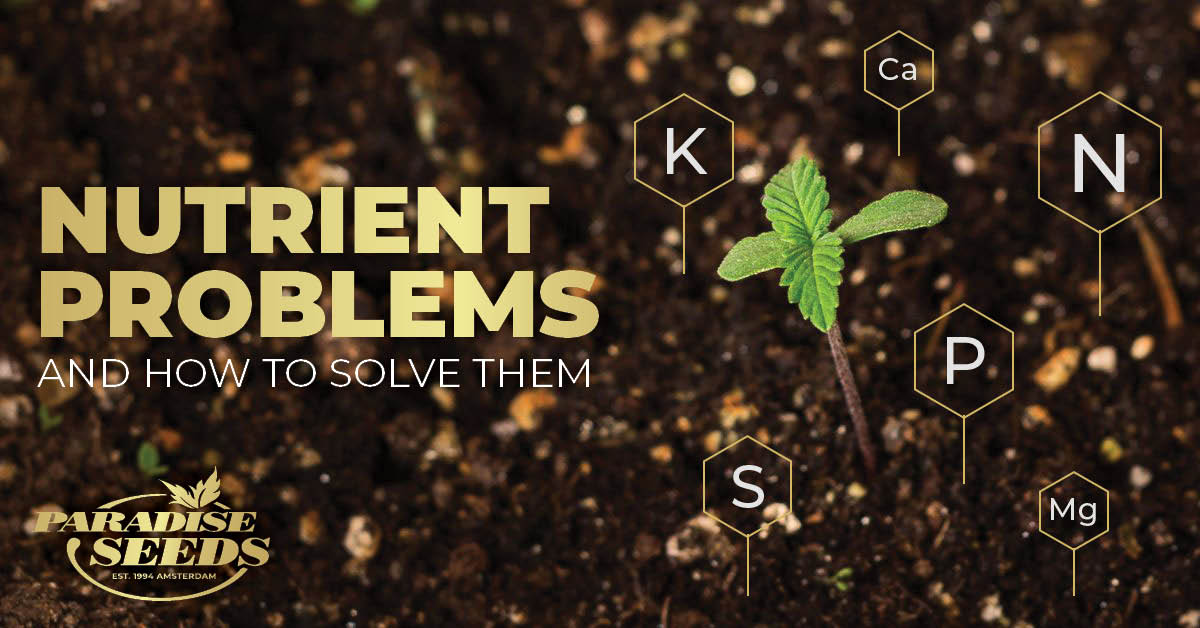 Nutrients in cannabis soil. Problems and solutions.