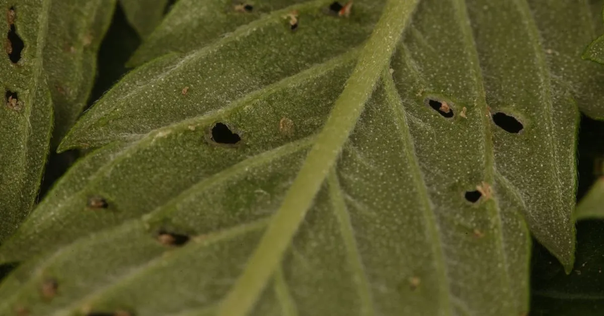 Common cannabis growing problems example of pests