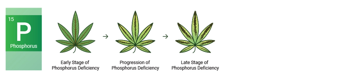 Phosphorous deficiency in cannabis leaf