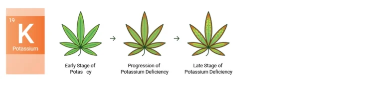 Potassium deficiency cannabis leaf