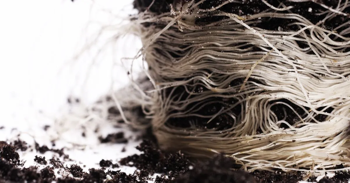 cannabis plant roots 