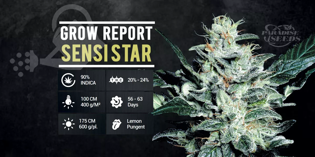 Grow Report: Sensi Star | 🥇 Paradise Seeds