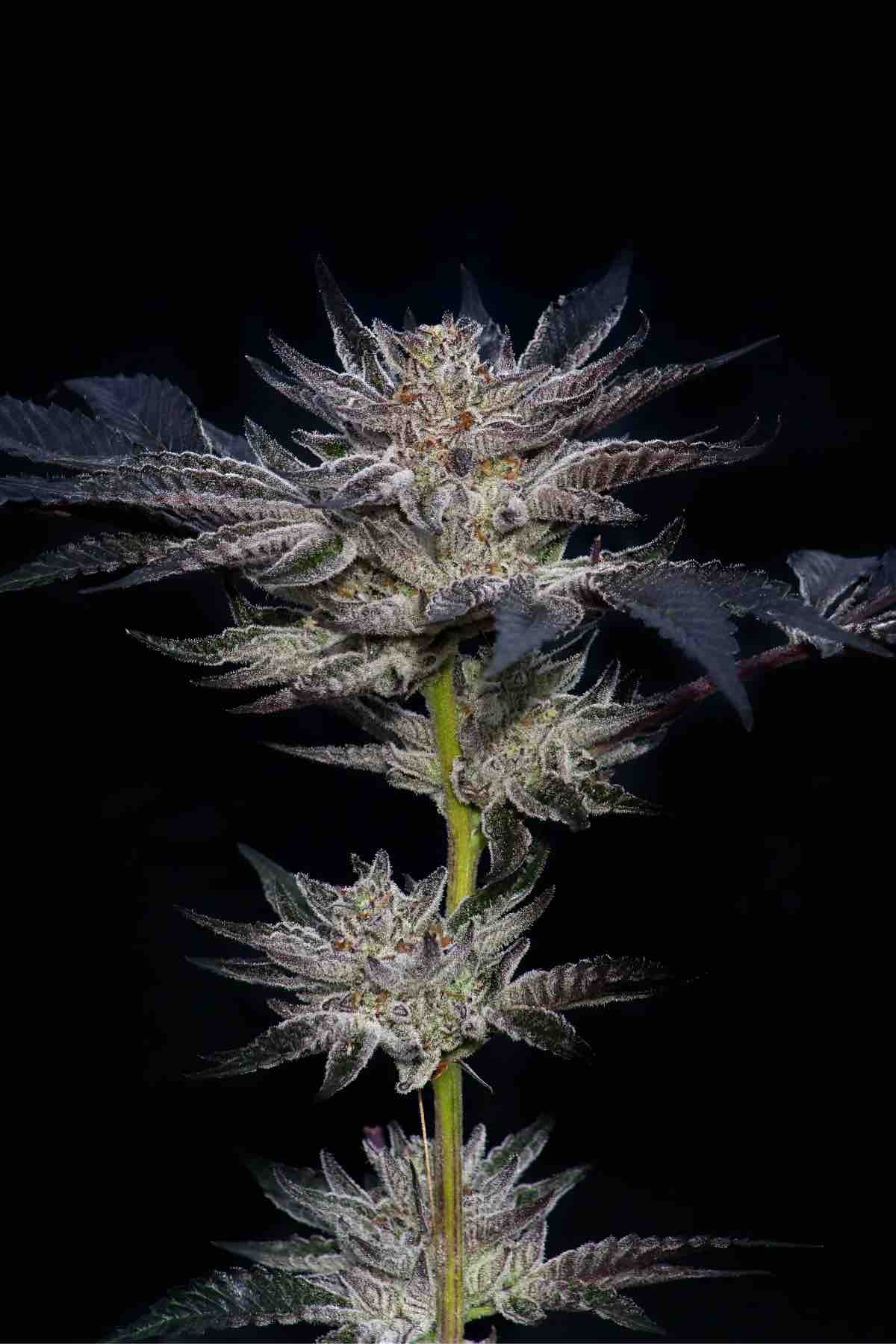 Slipstream (Feminized Seeds) – 5 Seeds