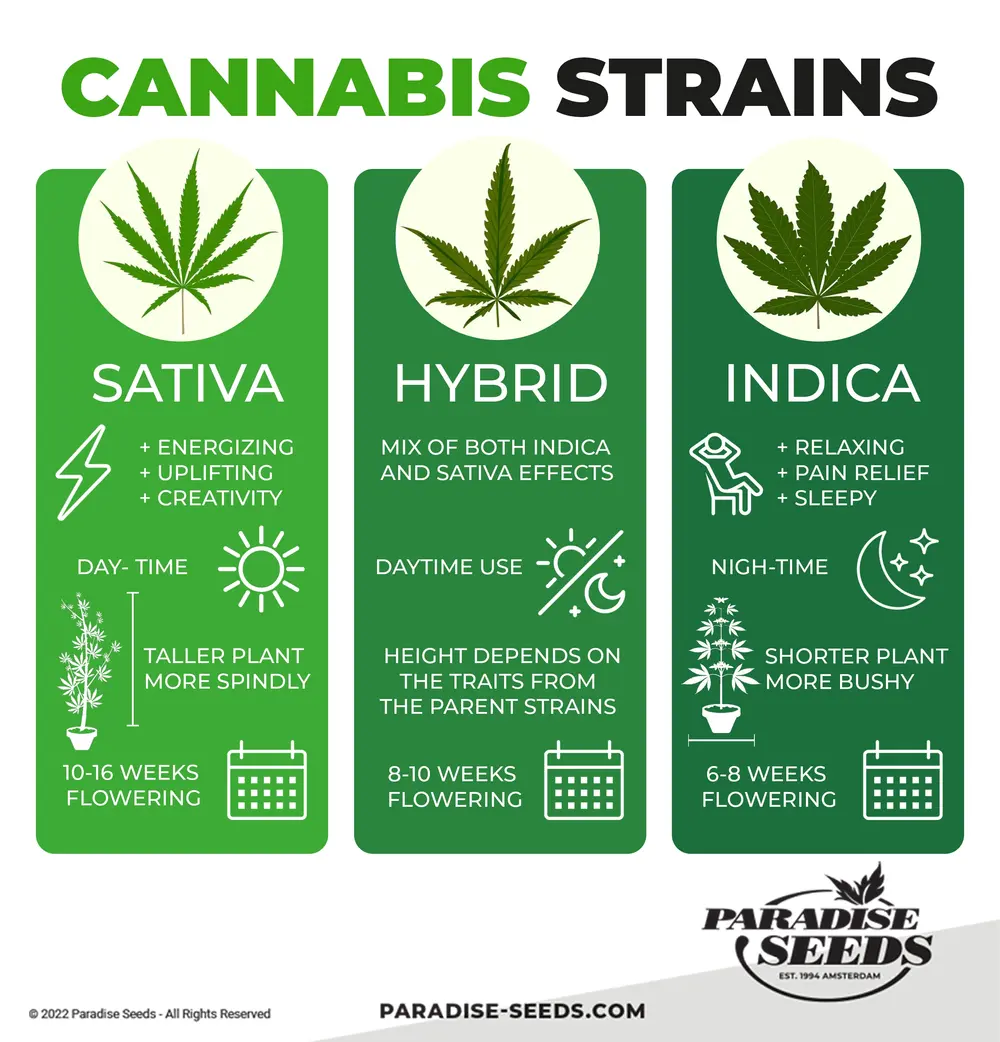 Cannabis strains explained visual