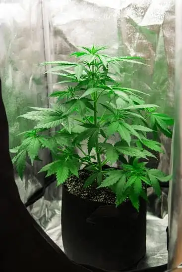 Cannabis vegetative growth stage plant in grow tent 