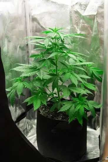 Cannabis equipment grow tent