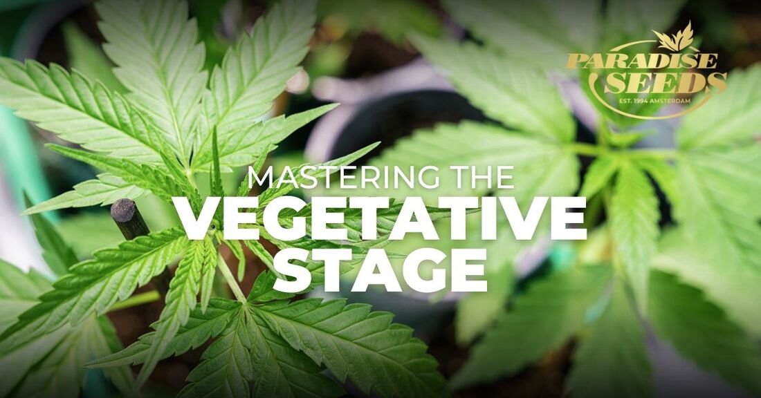 Mastering cannabis vegetative growth stage cover image